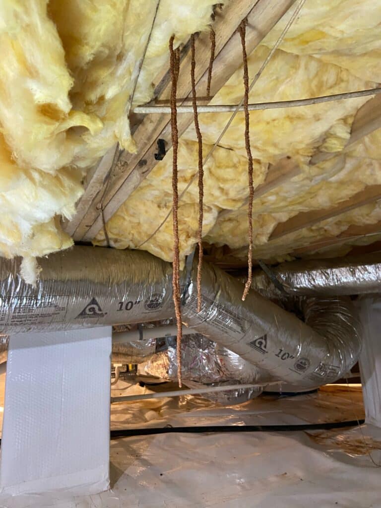Termite Control in Raleigh: Protecting Your Home From Costly Termite Damage