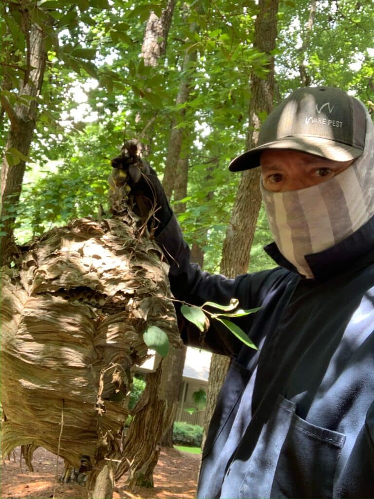 Pest Control in Raleigh: Complete Guide to Keeping Your Home Pest-Free Year Round