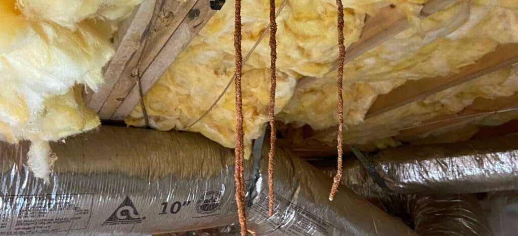 Top Mistakes Homeowners Make in Termite Prevention