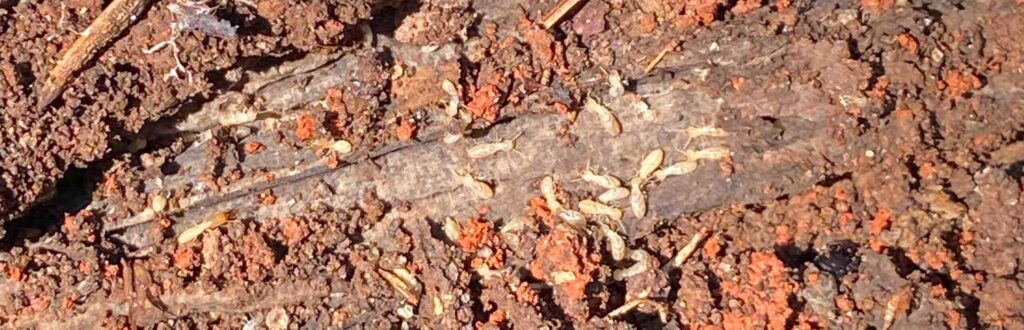 Tips to Keep Your Home Termite Free in 2024