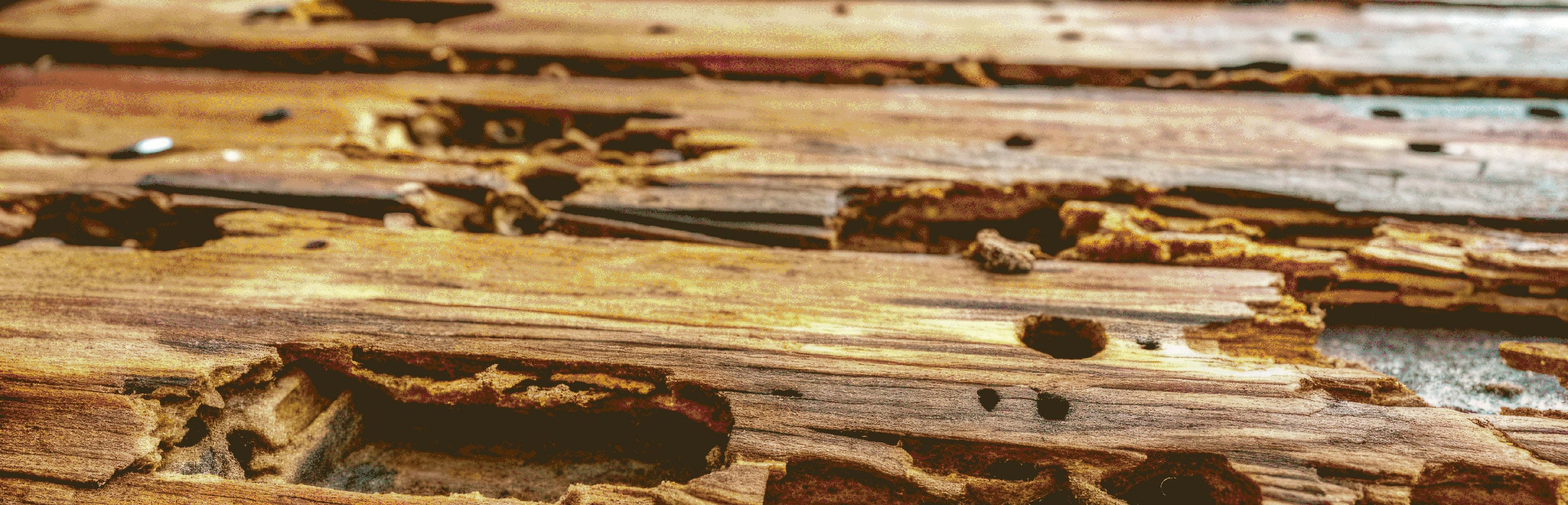 Tips For Winter Pest Control in Your Garage and Attic Wake Pest