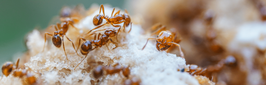 How to Get Rid of Fire Ants: Tips from Our Wake Pest Technician in Raleigh, NC