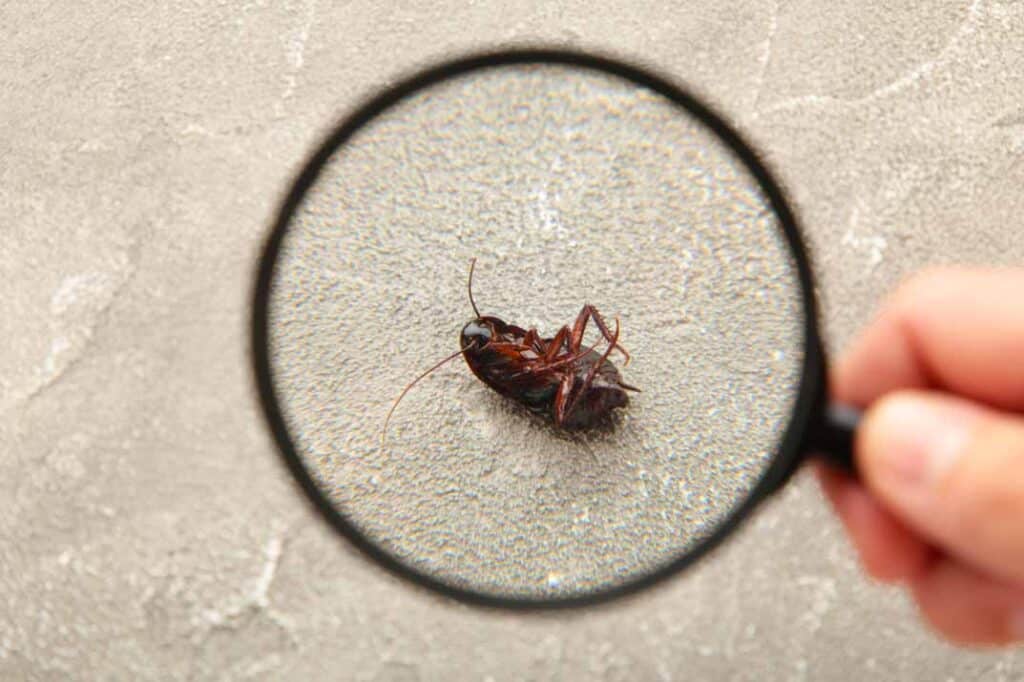 5 Simple Home Maintenance Tips to Prevent Cockroaches in Raleigh