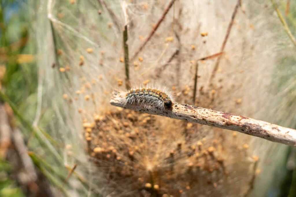 A Year-Round Guide to Preventing Tent Caterpillar Infestations in Raleigh