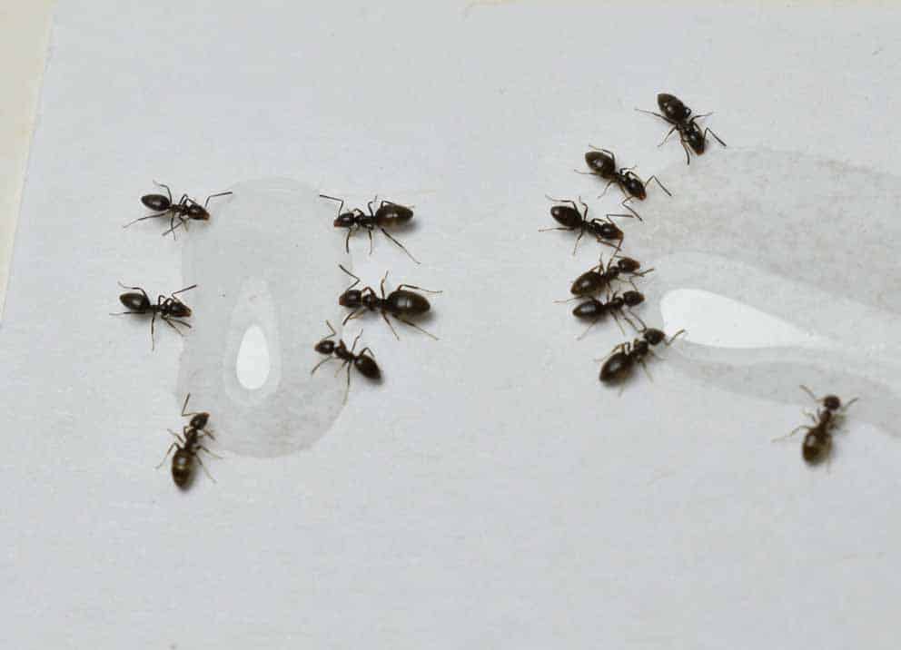 Ant-Borne Risks: The Hidden Dangers of Ignoring an Infestation