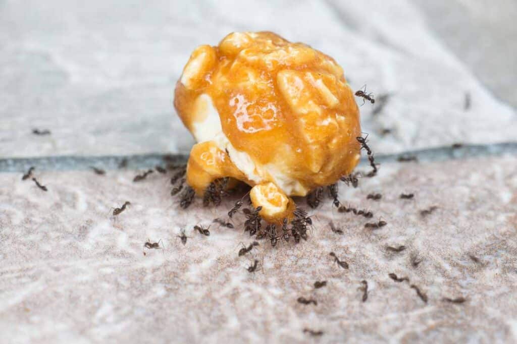 Ant Infestation Hotspots in Your Home (and How to Guard Them)