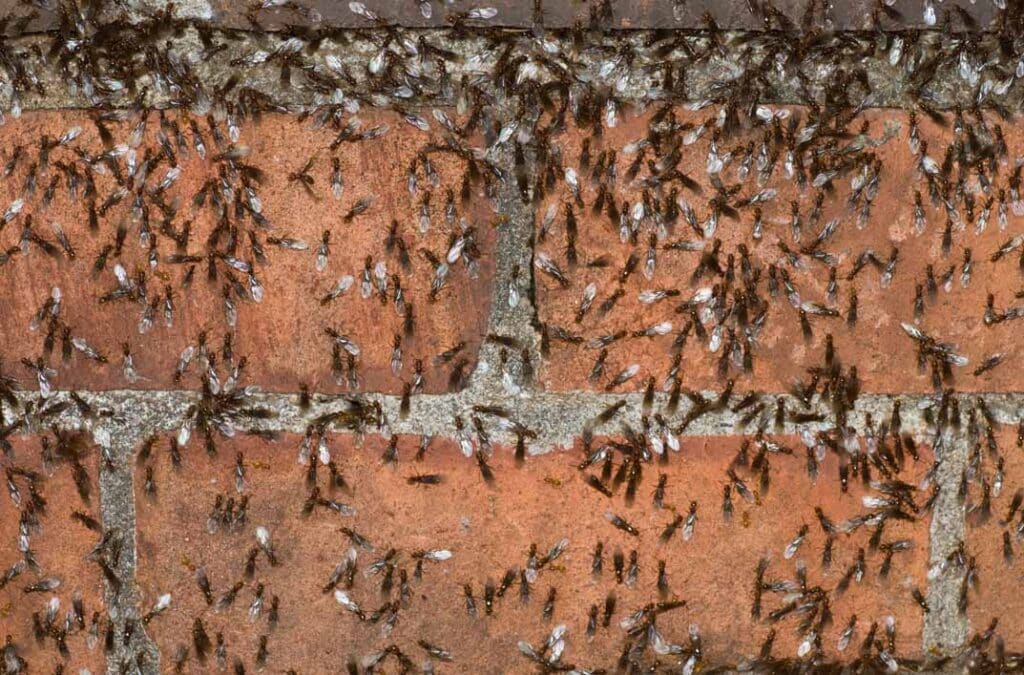 Carpenter Ants vs. Termites: Spotting the Difference Before It’s Too Late