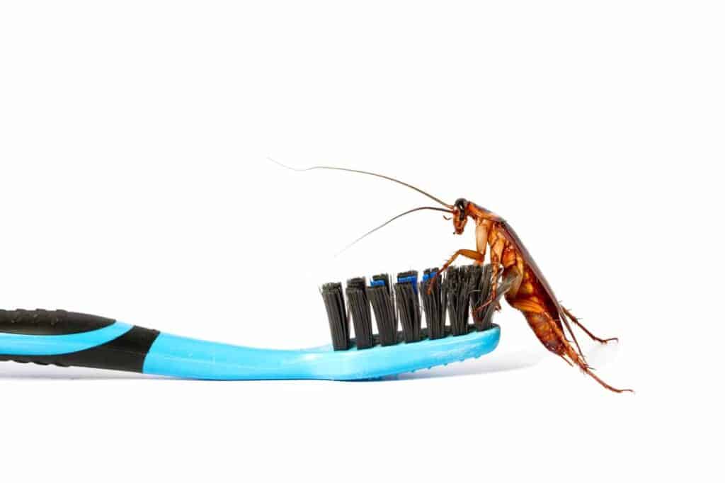 Cockroach Allergy: Health Concerns and Prevention Tips in Raleigh Homes