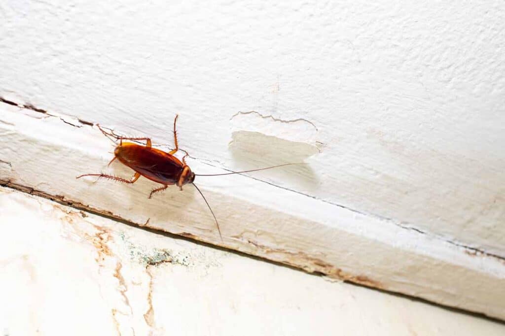 Cockroach Control and Rental Properties: Responsibilities for Landlords and Tenants