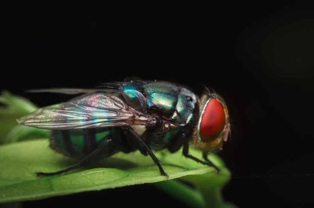 Myths vs. Reality: Common Misconceptions About Fly Infestations