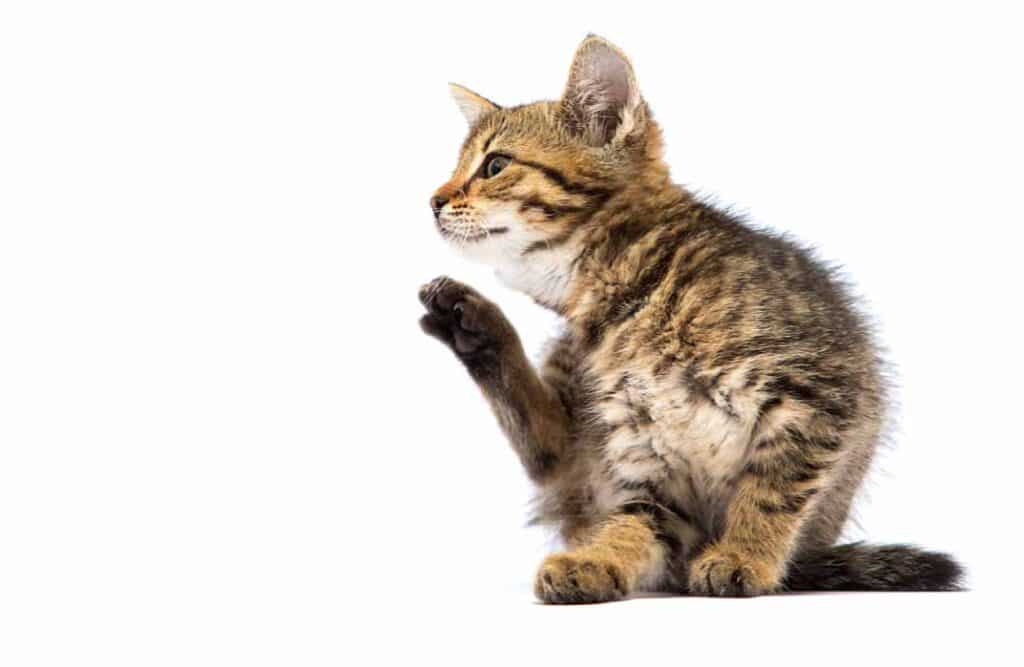 Common Myths About Fleas Debunked: Separating Fact from Fiction