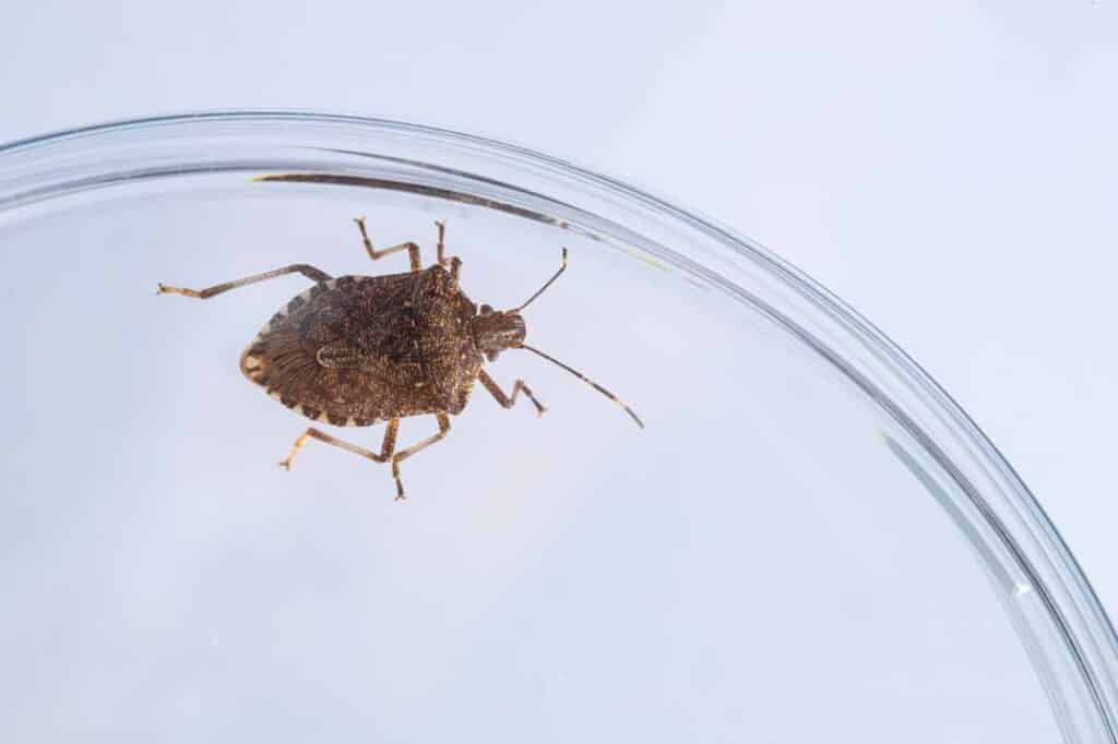 Comparing Stink Bugs to Other Common Raleigh Pests