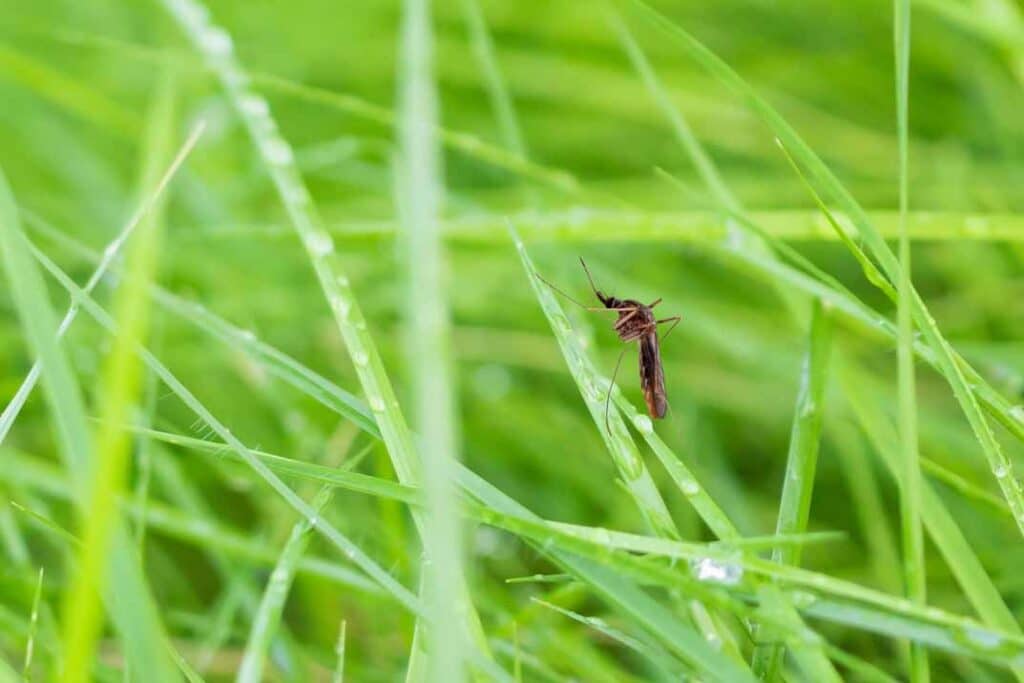 Landscape Modifications: Creating a Mosquito-Resistant Yard