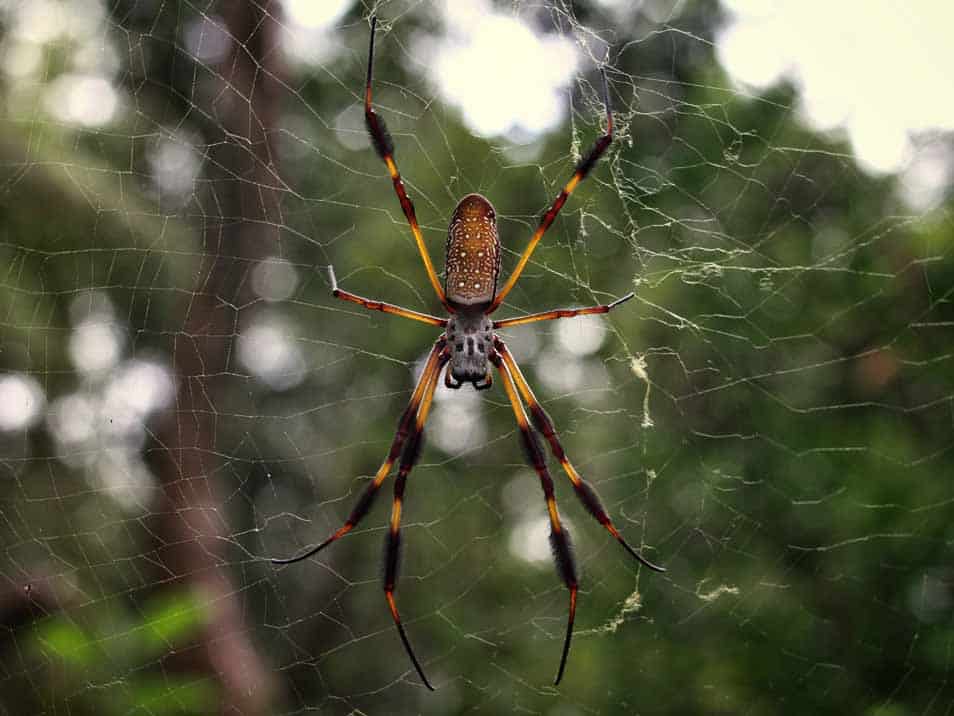 Creating a Spider-Proof Outdoor Space: Landscaping Tips