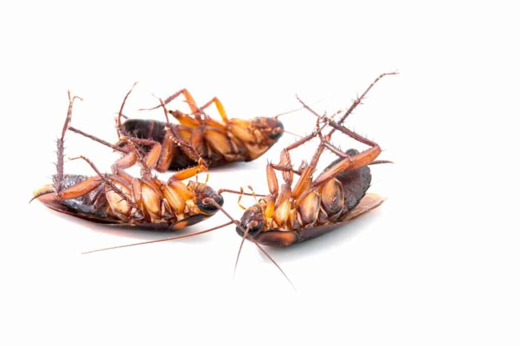DIY Cockroach Control vs. Professional Treatment: When to Call an Expert