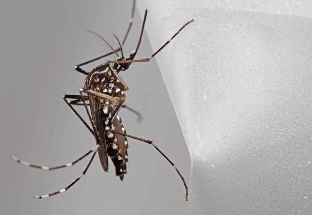 DIY Mosquito Prevention Tips for Homeowners