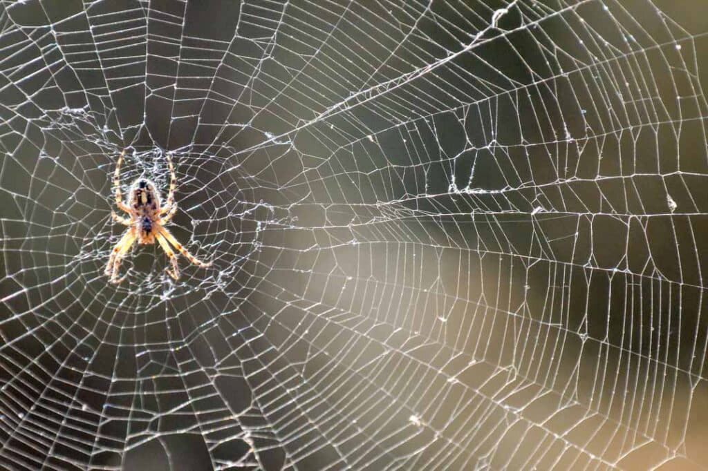 DIY Spider Prevention: Simple Home Maintenance Tips