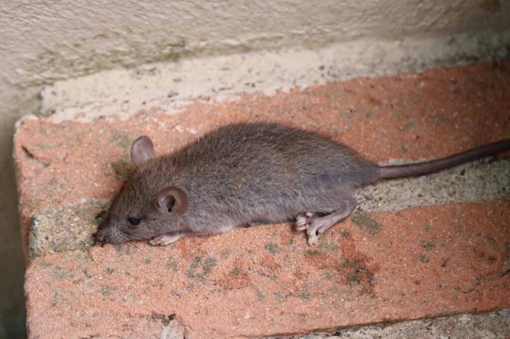 DIY vs. Professional Rodent Control: Pros, Cons, and Cost-Effectiveness