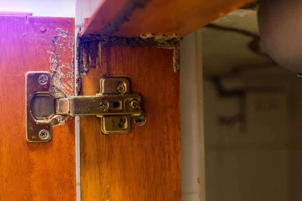 Spot the Signs: Early Indicators of a Termite Infestation