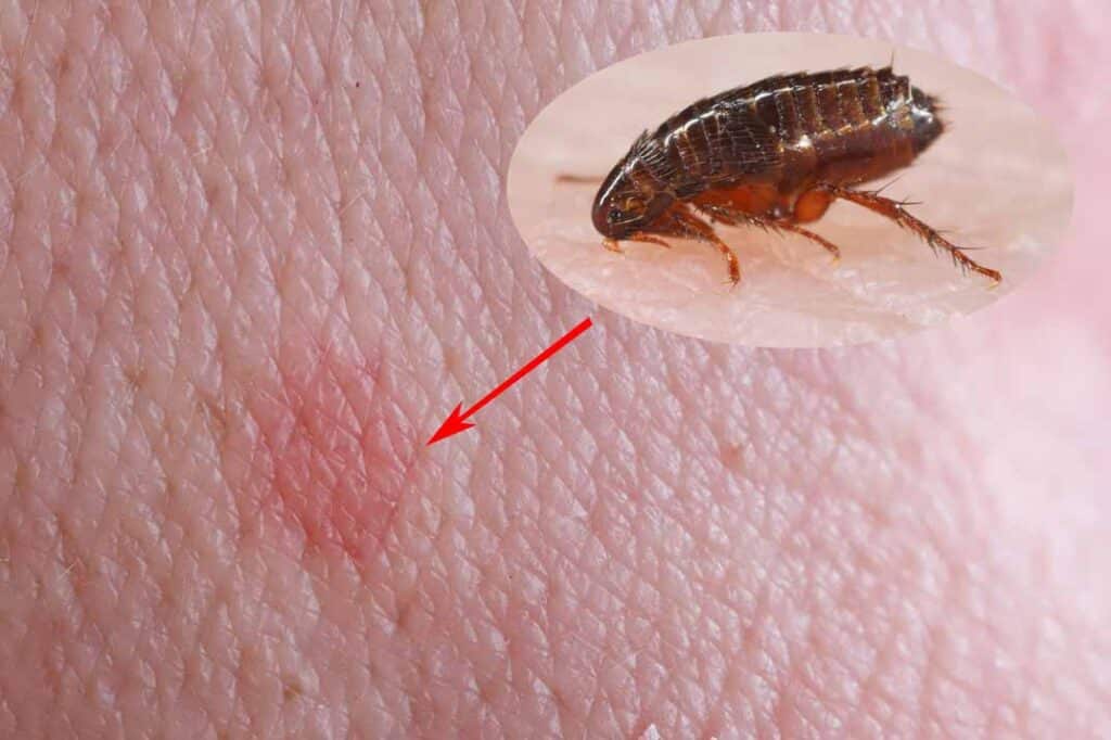 Early Warning Signs of Flea Infestations and How to Spot Them
