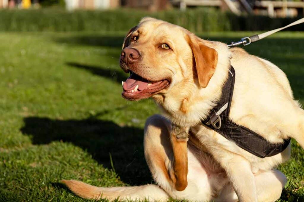 Eco-Friendly Flea Control: Sustainable and Safe Solutions