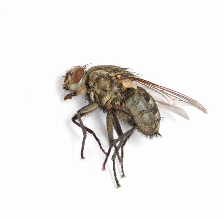 Eco-Friendly Fly Control: Natural Remedies and Repellents That Work