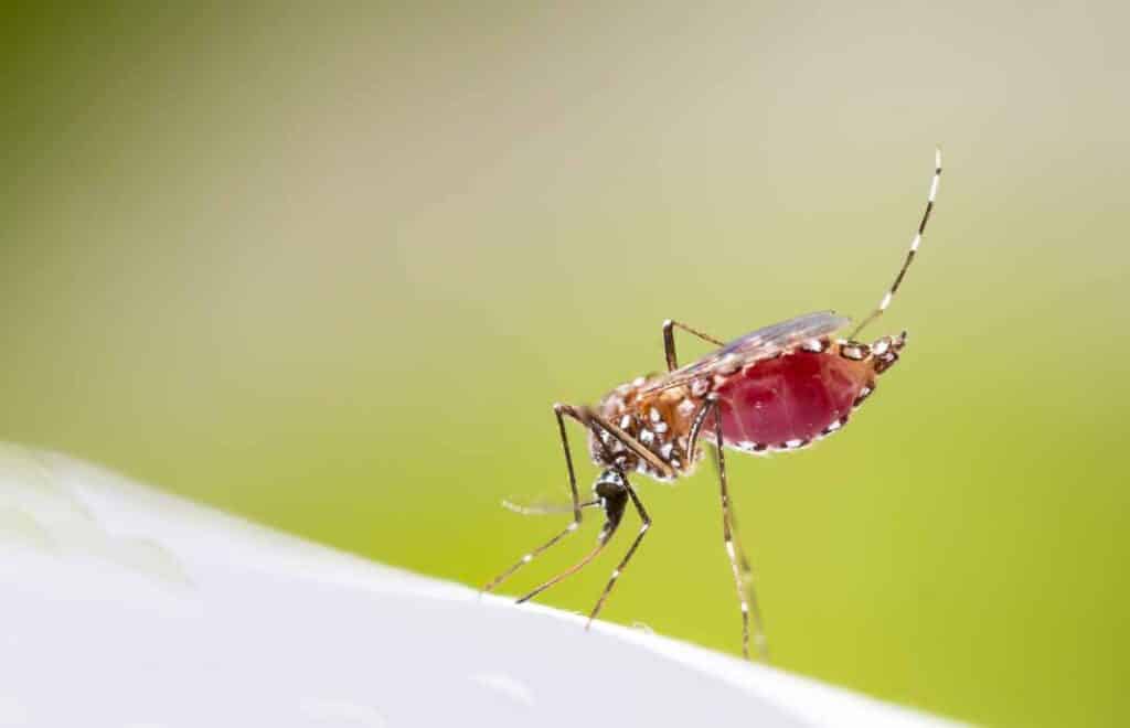 Evaluating Long-Term Mosquito Control Contracts vs. One-Time Treatments