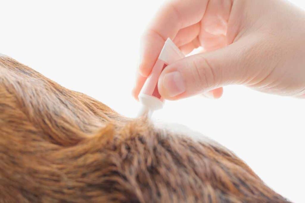 Household Habits that Help Prevent Fleas: Cleaning and Vacuuming Best Practices