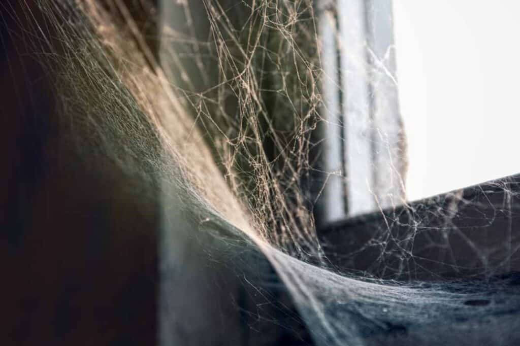 Holistic Pest Control: How Addressing Other Pests Reduces Spider Populations
