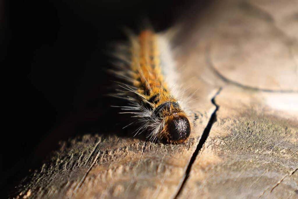 How Climate Change Could Affect Tent Caterpillar Populations in Raleigh