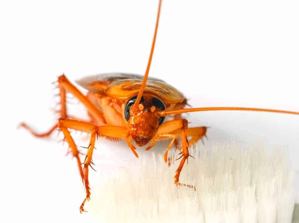 How Humidity Affects Cockroach Infestations: Insights for Raleigh Residents