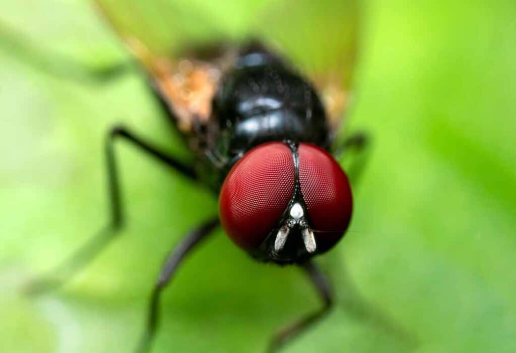 Year-Round Pest Control: How Wake Pest Solutions Manages Persistent Fly Problems