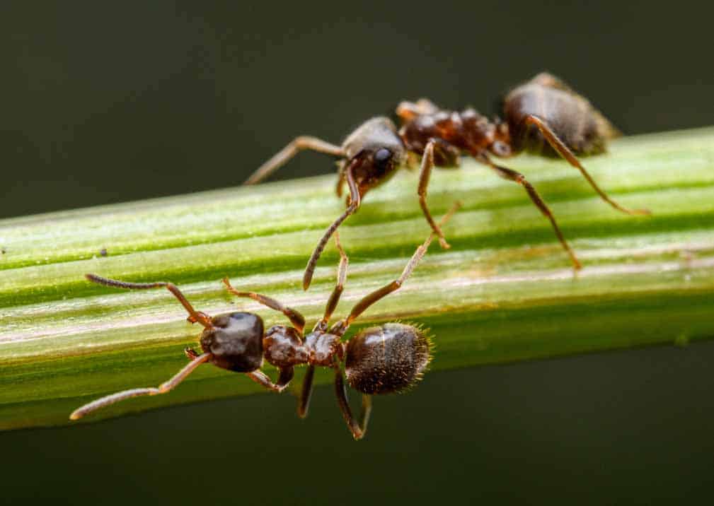 Seasonal Ant Activity: How to Adjust Your Control Methods Throughout the Year