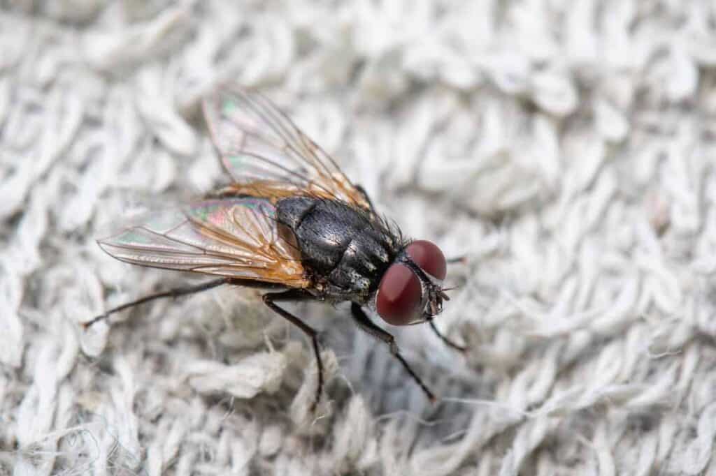 How to Fly-Proof Your Garbage and Compost Bins Effectively