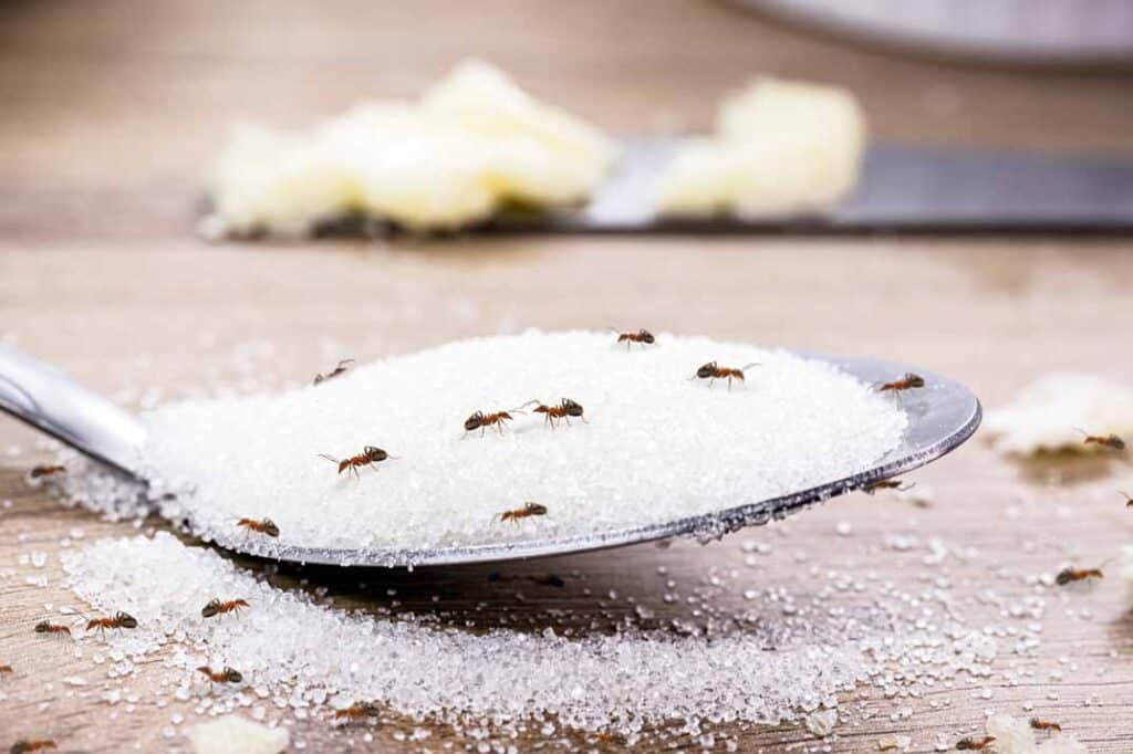 Ant Species 101: How to Identify the Most Common Ants in Your Home