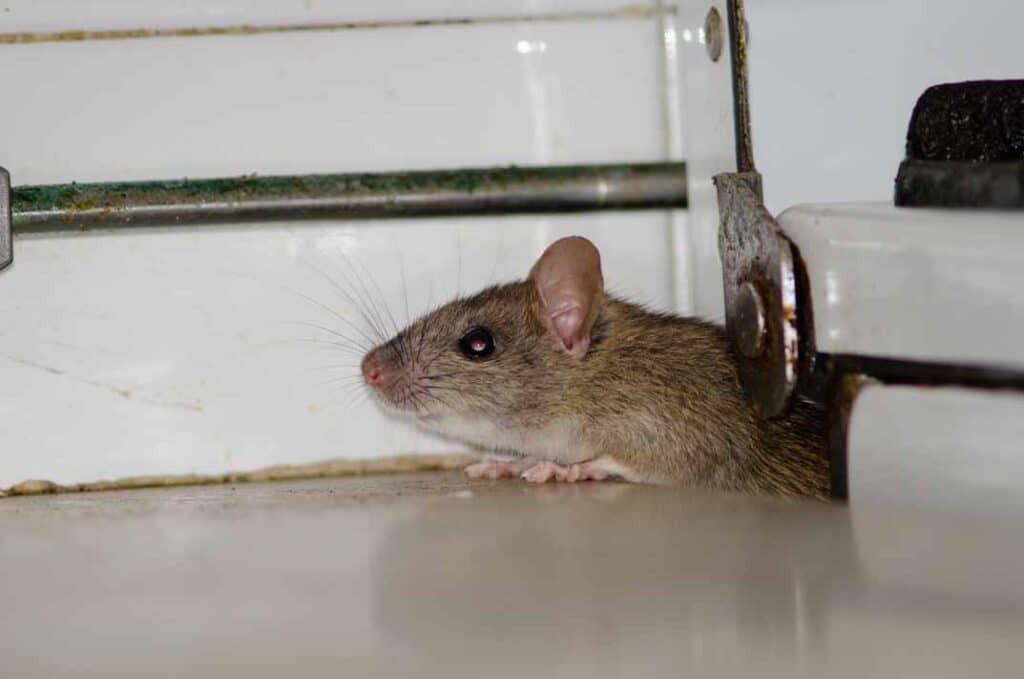 How to Safely Clean Up After a Rodent Infestation