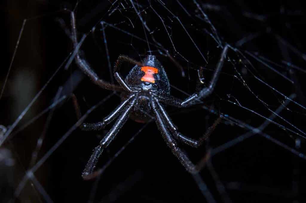 Identifying Common Household Spiders in the Raleigh, NC Area