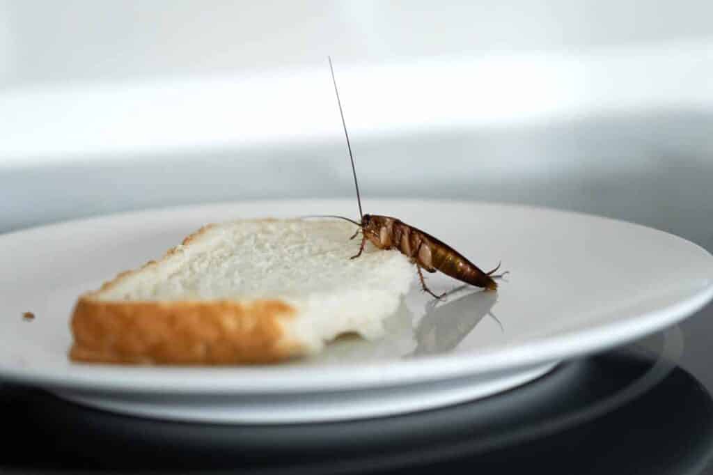 Spotlight on IPM: Integrated Pest Management for Roaches in Urban Raleigh