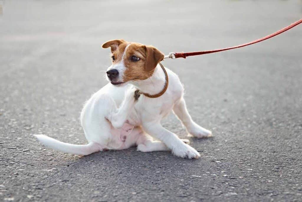 Maintaining a Flea-Free Yard: Landscaping Tips and Outdoor Protection