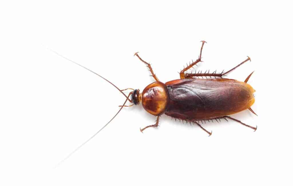 Preventing Cockroach Infestations in Commercial Kitchens and Restaurants