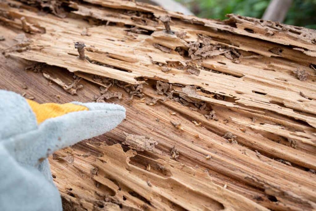 Renovating or Remodeling? How to Guard Your Construction Against Termites