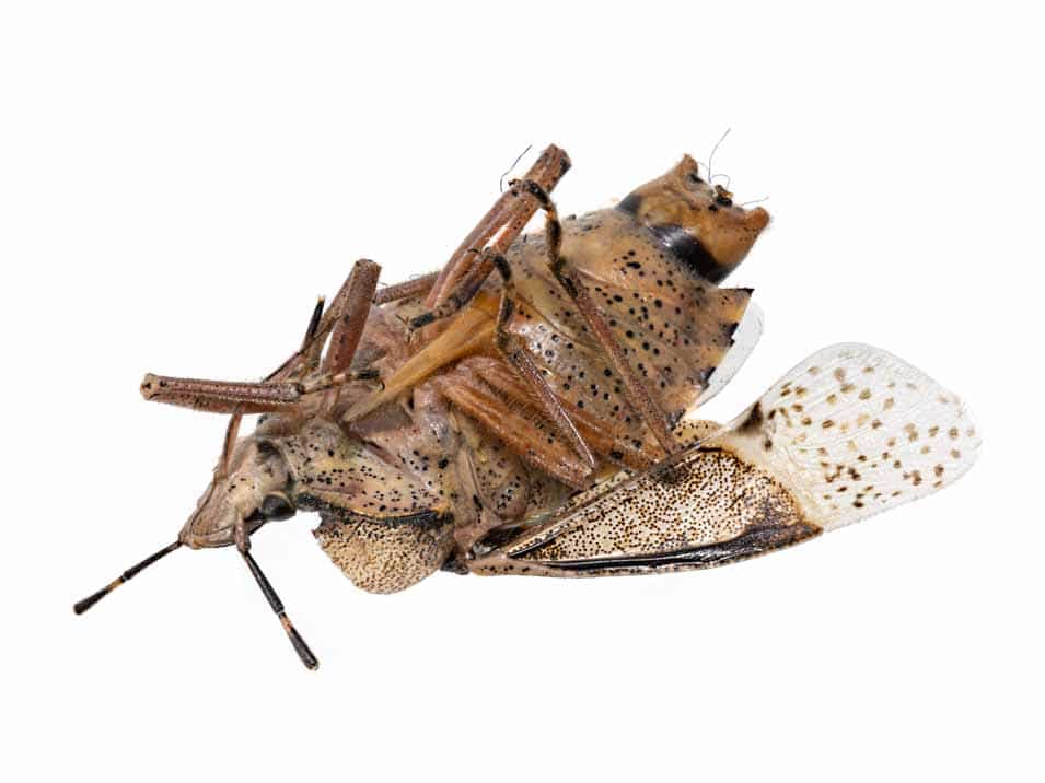 Safe Indoor Stink Bug Control Measures for Families and Pets