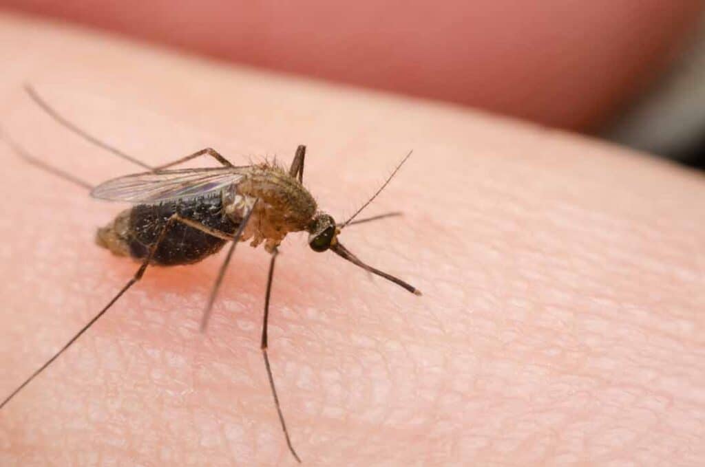 Seasonal Mosquito Control: Preparing for Peak Activity