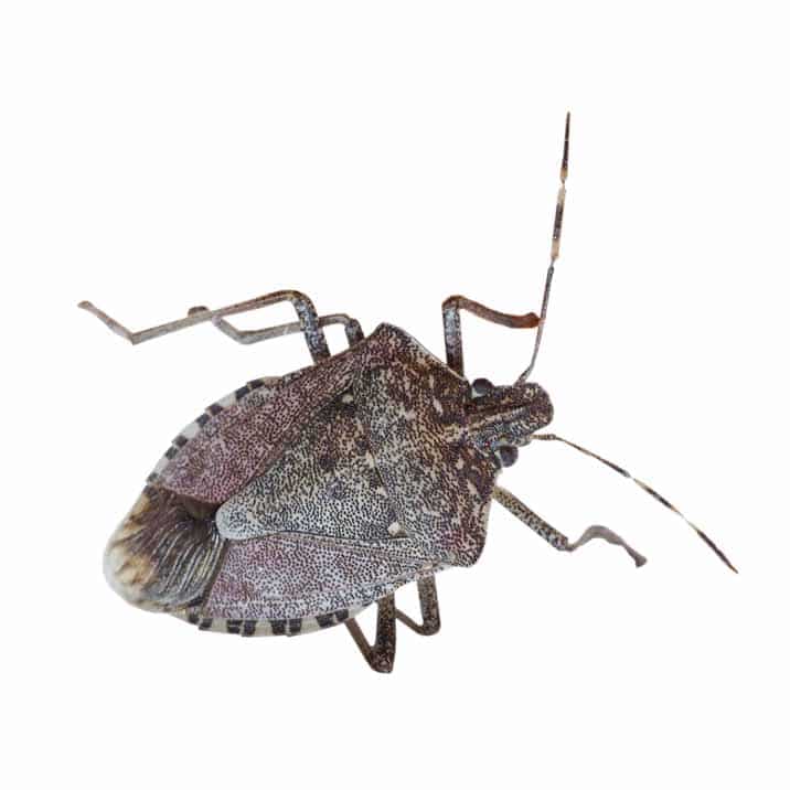 Seasonal Stink Bug Activity in Raleigh: When to Be on High Alert
