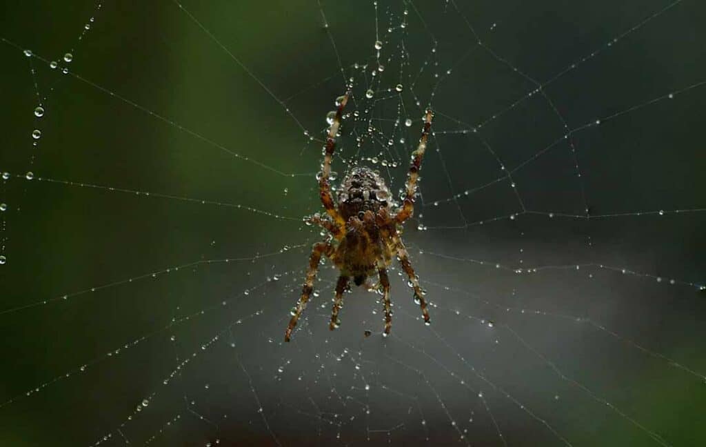 Spider Bites: First Aid, Prevention, and When to Seek Medical Help