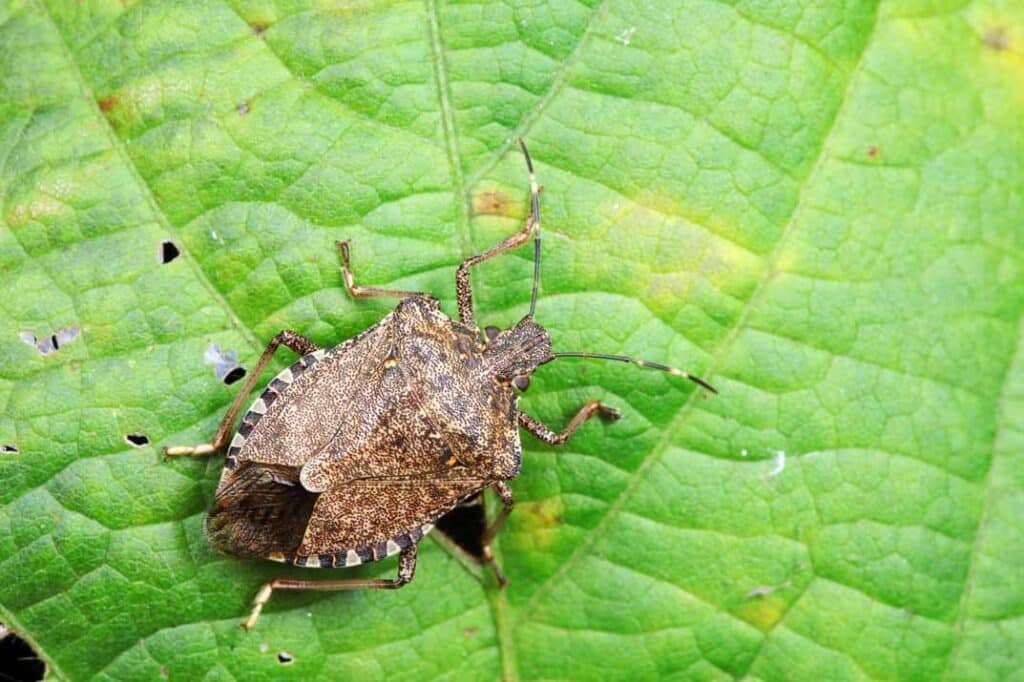 Stink Bug Damage in Raleigh Gardens: Best Practices for Fruit and Vegetable Protection