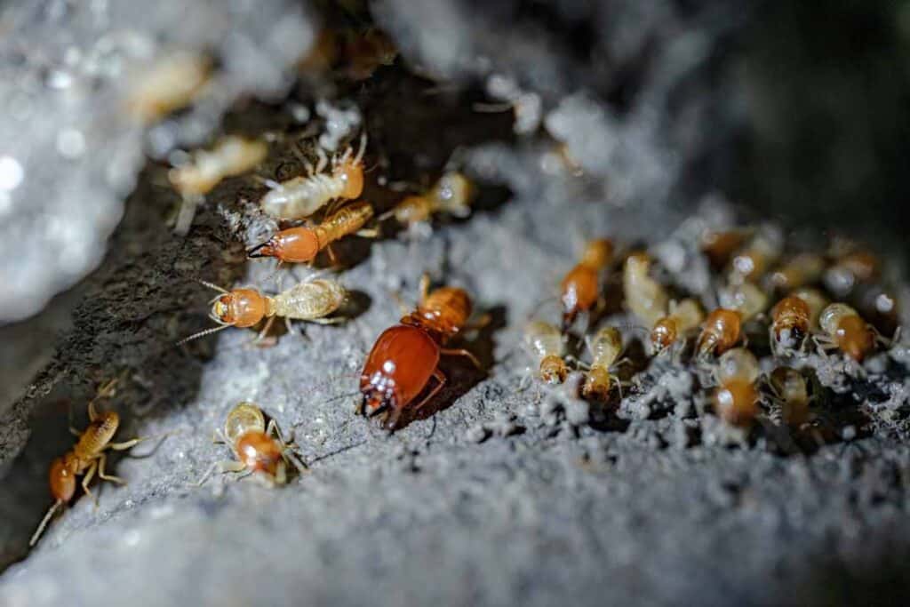 Termite Myths Debunked: Separating Fact from Fiction