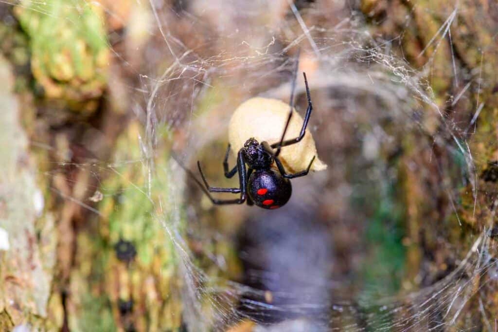 The Benefits of Eco-Friendly Spider Control Solutions