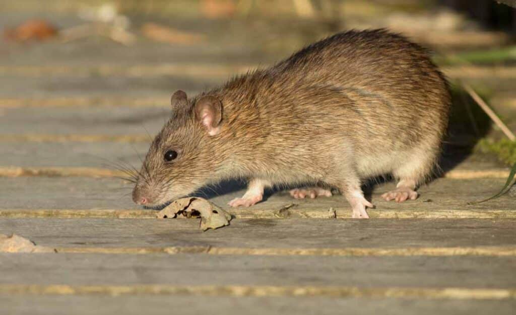 The Life Cycle of Rats and Mice: Why Quick Action Matters