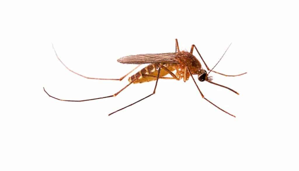 The Role of Integrated Pest Management (IPM) in Mosquito Control